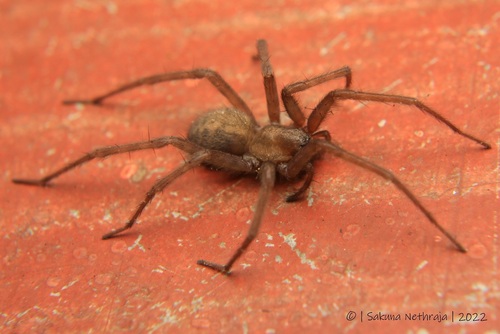 Barn Funnel Weaver