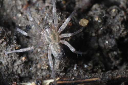 Barn Funnel Weaver