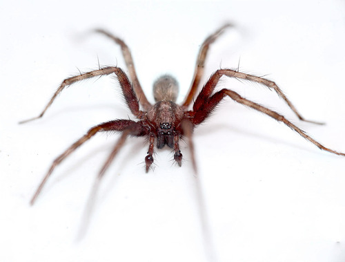 Barn Funnel Weaver
