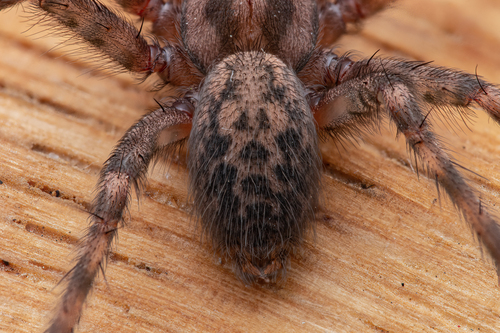 Barn Funnel Weaver