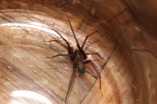 Barn Funnel Weaver