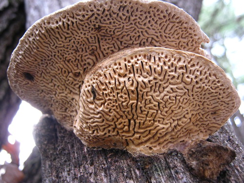 Oak mazegill