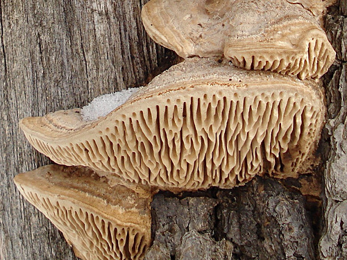 Oak mazegill