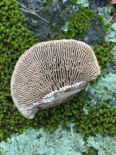 Oak mazegill