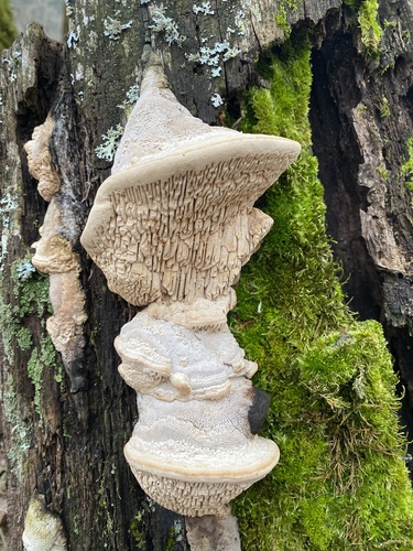 Oak mazegill