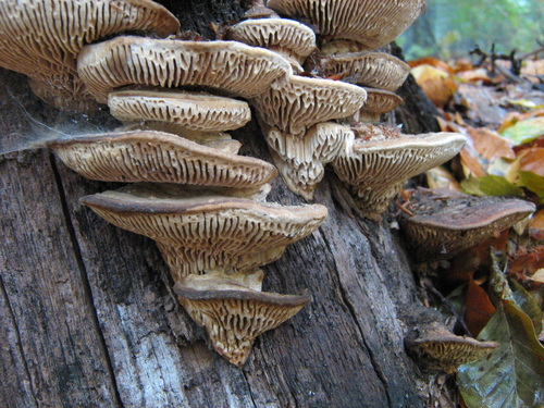 Oak mazegill
