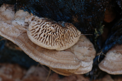 Oak mazegill