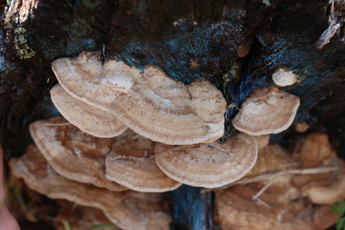 Oak mazegill