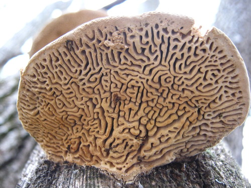 Oak mazegill