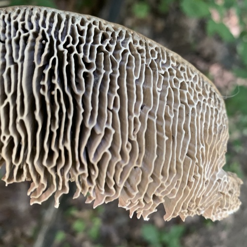 Oak mazegill