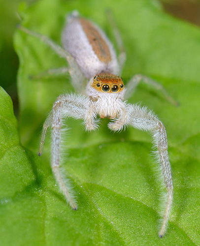 White-jawed Jumping Spider