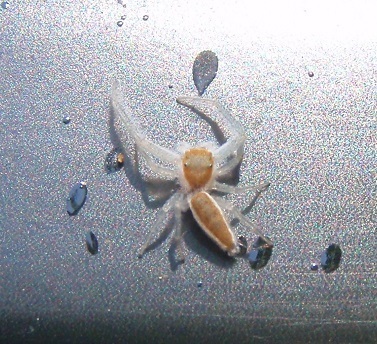 White-jawed Jumping Spider