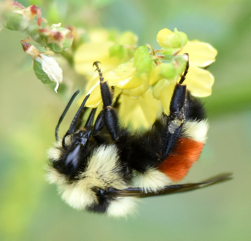 Hunt's Bumble Bee
