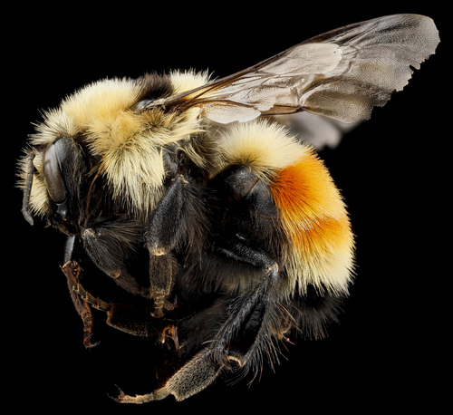 Hunt's Bumble Bee