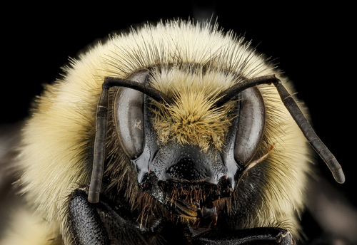 Hunt's Bumble Bee