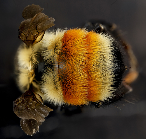 Hunt's Bumble Bee