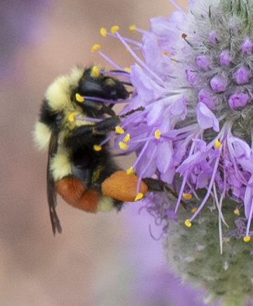 Hunt's Bumble Bee