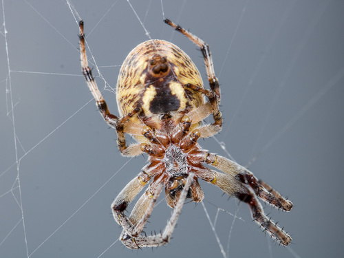 Larinioides cornutus