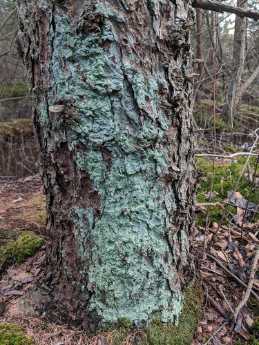 Dust Lichens