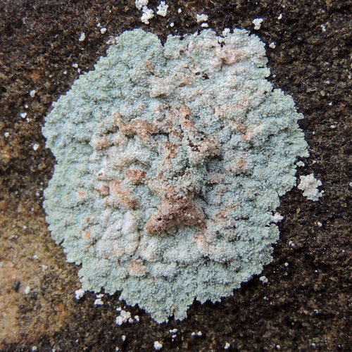 Dust Lichens