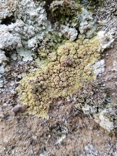Dust Lichens