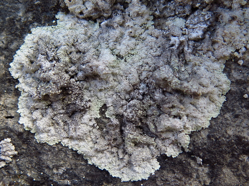 Dust Lichens