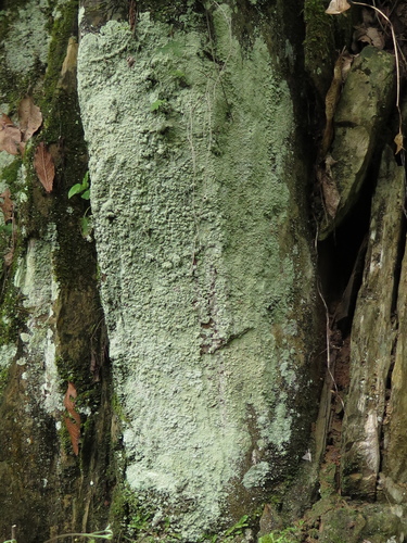 Dust Lichens