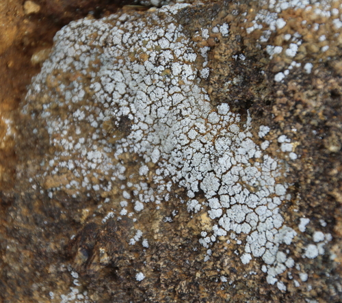 Dust Lichens