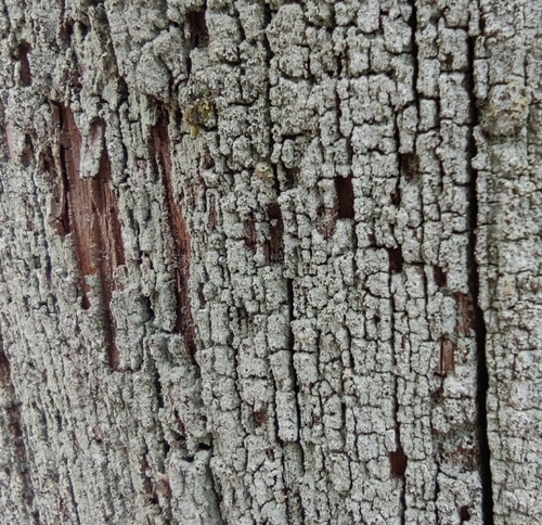 Dust Lichens