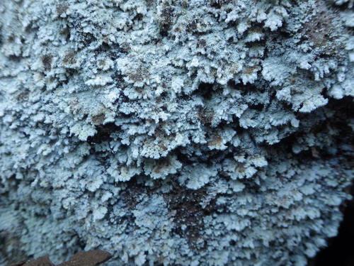 Dust Lichens