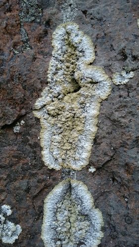 Dust Lichens