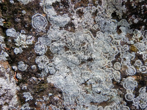 Dust Lichens