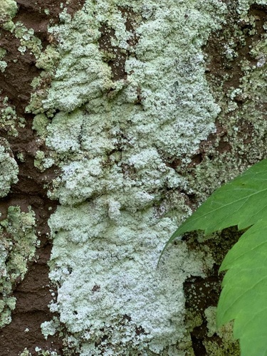 Dust Lichens