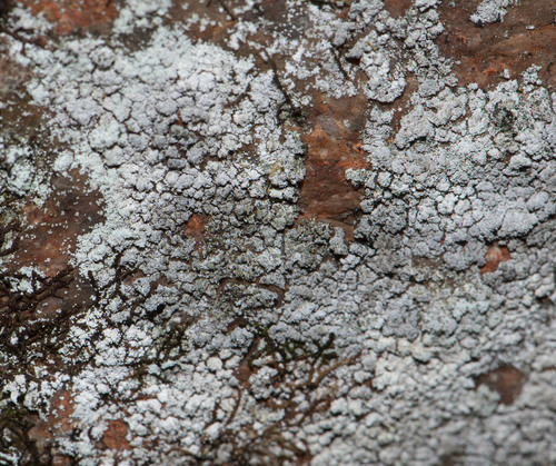 Dust Lichens