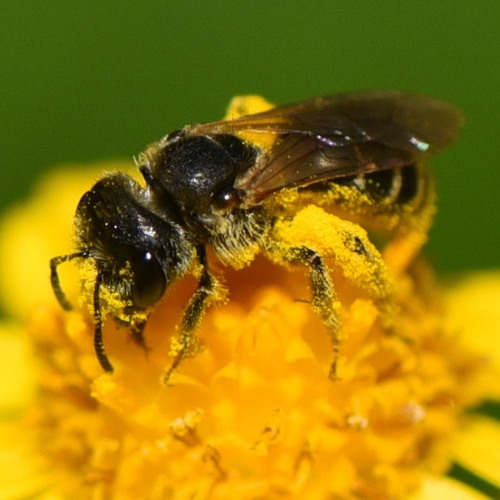 Ligated Furrow Bee