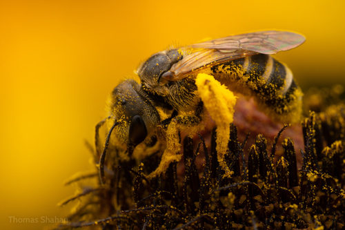 Ligated Furrow Bee