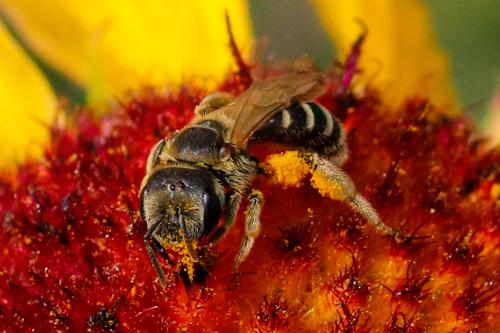 Ligated Furrow Bee