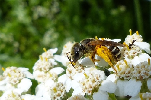 Ligated Furrow Bee