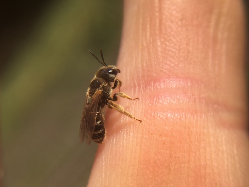 Ligated Furrow Bee