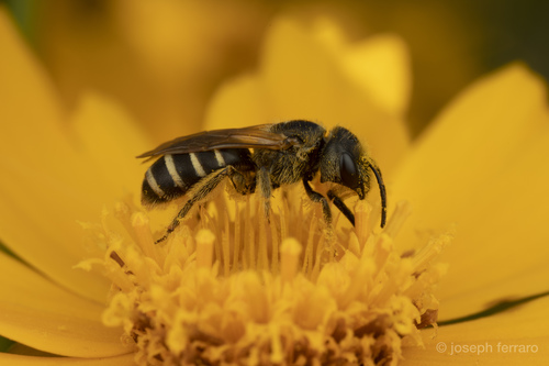 Ligated Furrow Bee