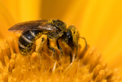 Ligated Furrow Bee