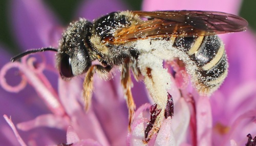 Ligated Furrow Bee