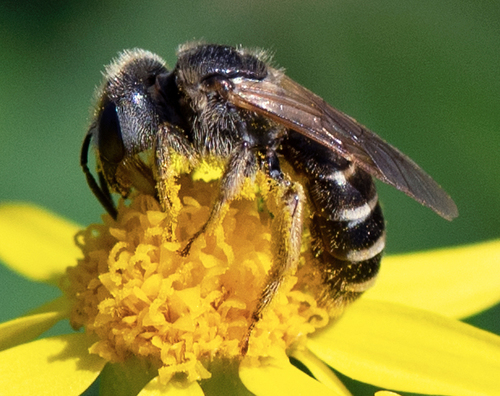 Ligated Furrow Bee