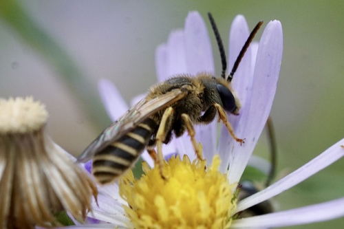 Ligated Furrow Bee