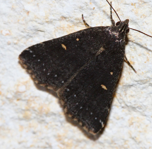 Smoky Tetanolita Moth