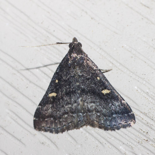 Smoky Tetanolita Moth