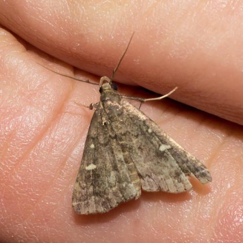 Smoky Tetanolita Moth