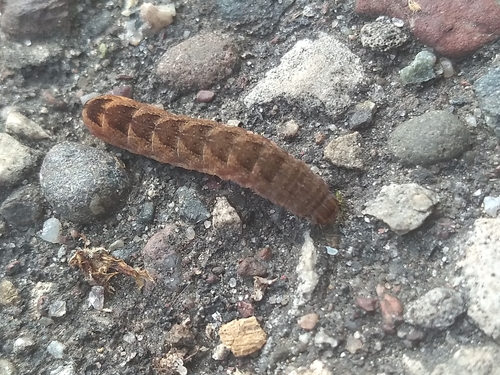 Bicolored Sallow