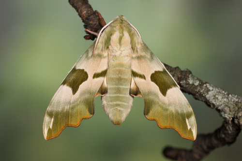Lime Hawkmoth