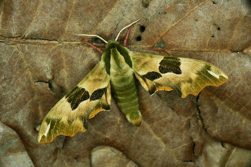 Lime Hawkmoth